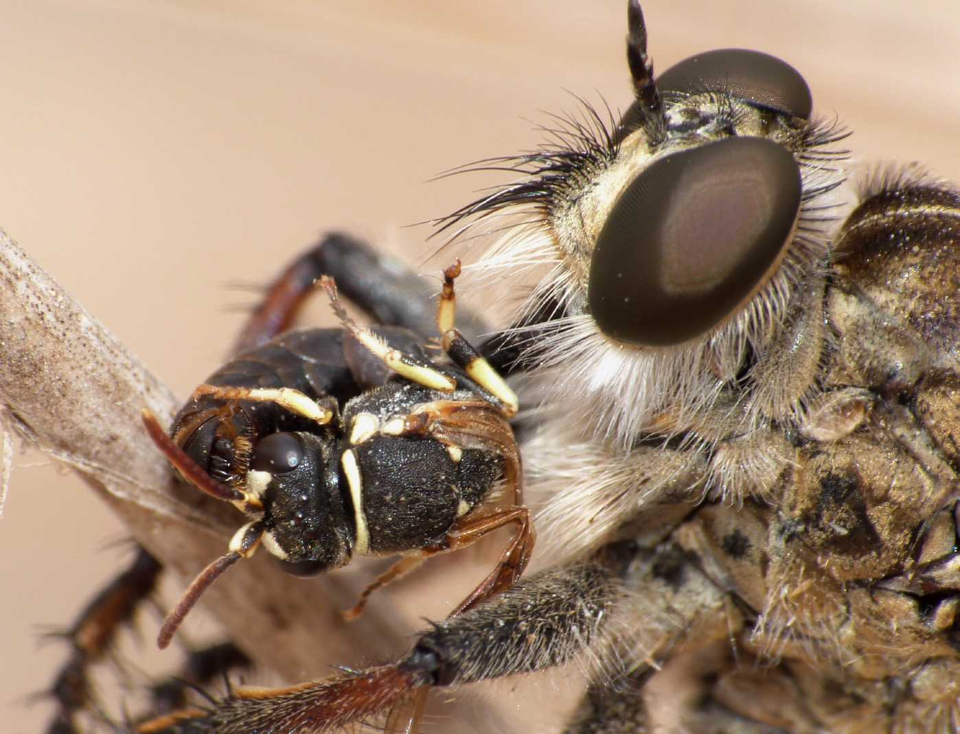 Asilidae con prede